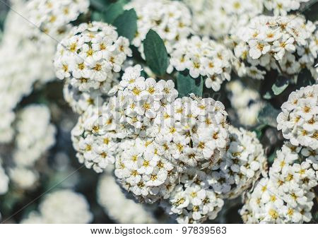 Spring Flowers On A Tree