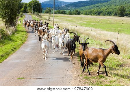 herd of goats on the road, Aveyron, Midi Pyrenees, France