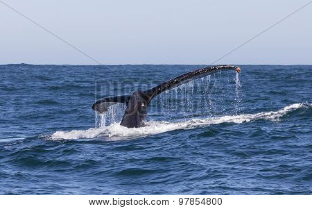 Humpback Whale Fluke