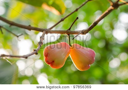 Rose Apples