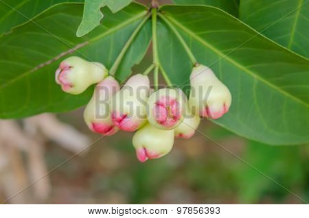 Rose Apples