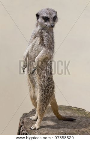 Cute Meercat Against A Plain Background