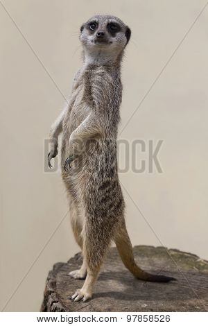 Standing Mercat Against A Plain Background