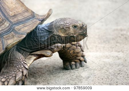 Portrait Of A Big Turtle