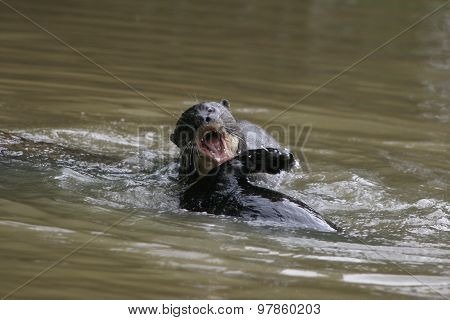 Fighting Otters