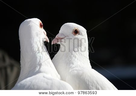 Two Snow-white Doves Close Up