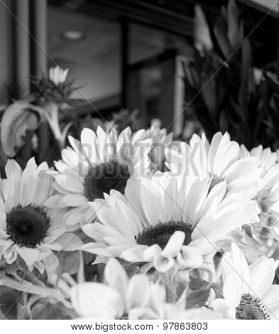Sunflower bundle
