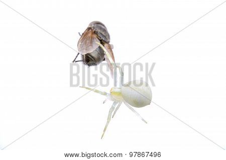 White Spider Whit Fly On A White Background
