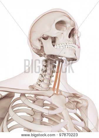 medically accurate muscle illustration of the sternohyoid