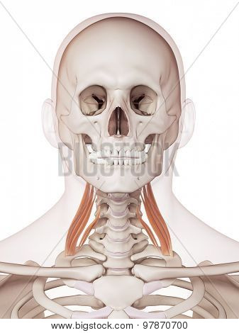 medically accurate muscle illustration of the middle scalene