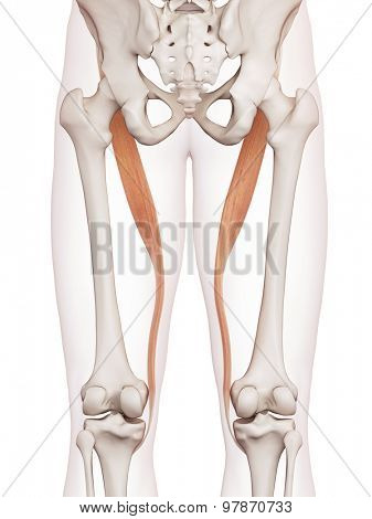 medically accurate muscle illustration of the sartorius