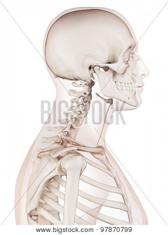 medically accurate muscle illustration of the sternohyoid