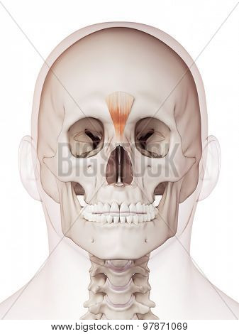 medically accurate muscle illustration of the procerus