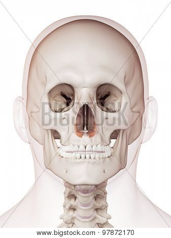 medically accurate muscle illustration of the nasalis alar