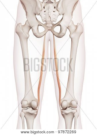 medically accurate muscle illustration of the gracilis 