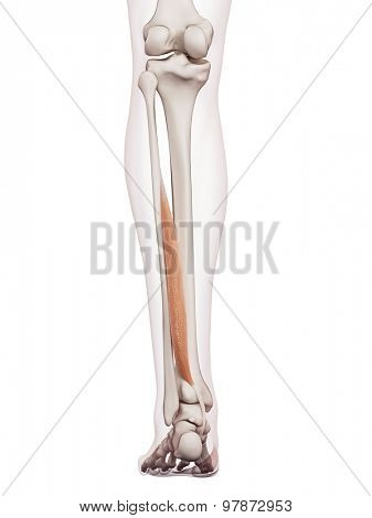 medically accurate muscle illustration of the flexor hallucis