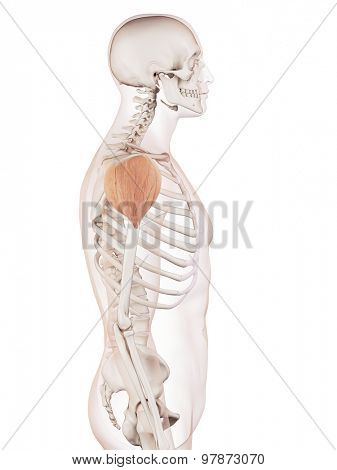 medically accurate muscle illustration of the deltoid