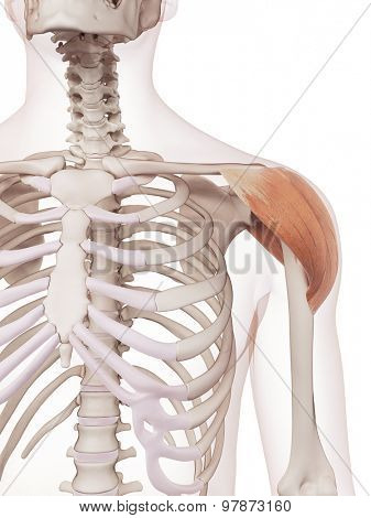 medically accurate muscle illustration of the deltoid