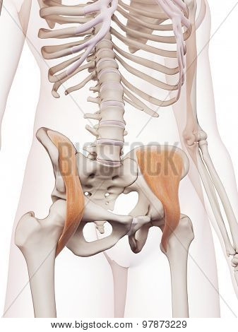 medically accurate muscle illustration of the iliacus