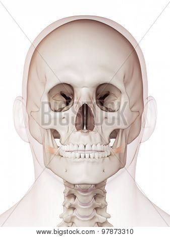 medically accurate muscle illustration of the risorius