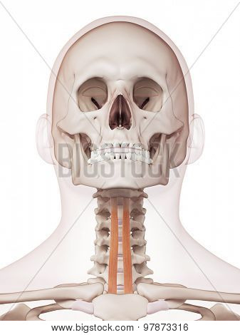 medically accurate muscle illustration of the sternohyoid