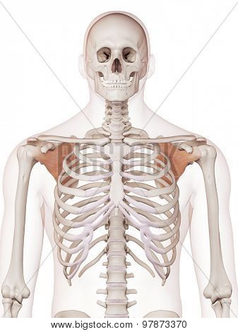 medically accurate muscle illustration of the subscapularis 