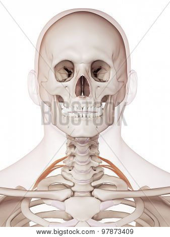 medically accurate muscle illustration of the posterior scalene 