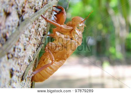 Cicada shell moult on tree