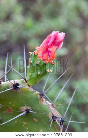 Opuntia Cochenillifera
