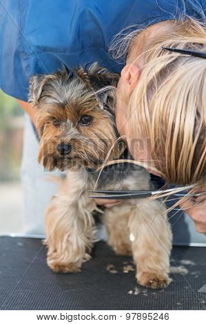 Woman Is Cutting A Dog Hair
