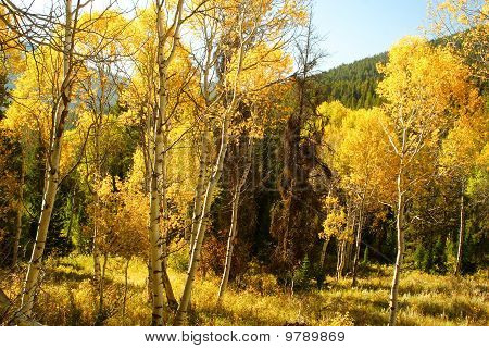 Quaken Aspen sonbaharda