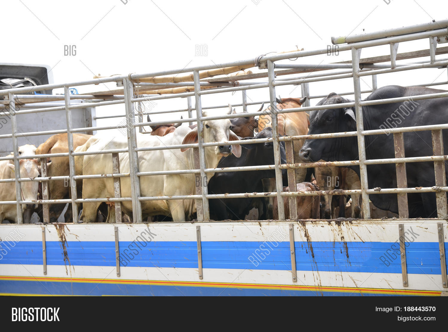Truck Transport Beef Cattle Cow Image & Photo Bigstock