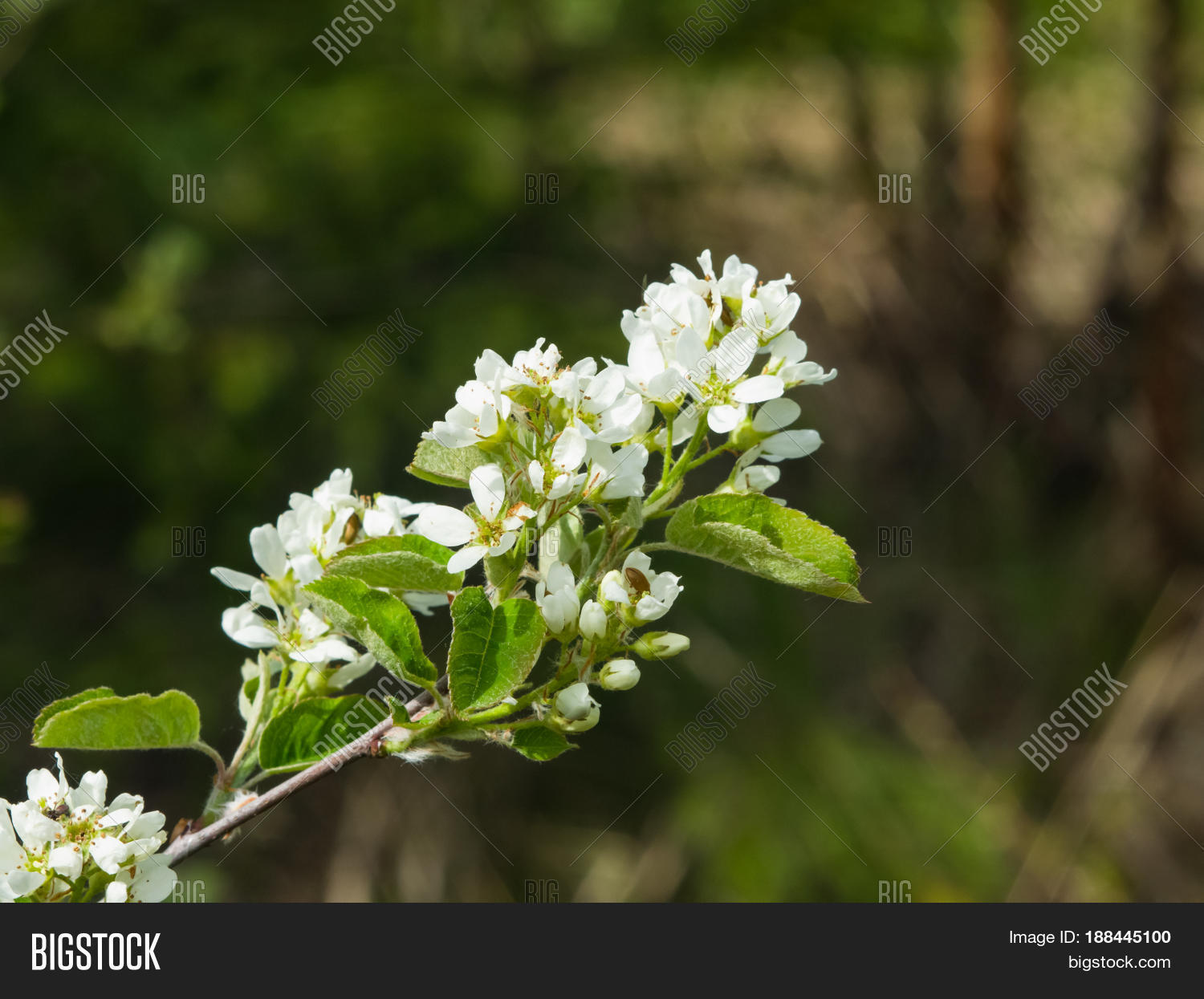 Image Preview