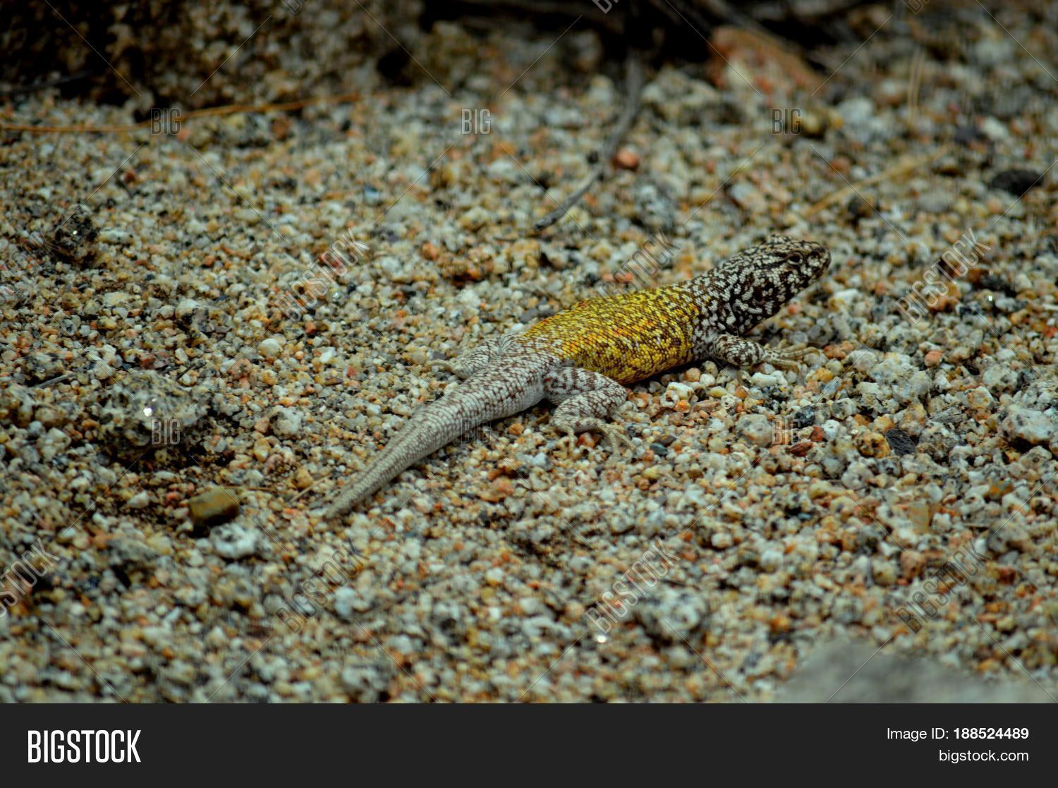 Image Preview