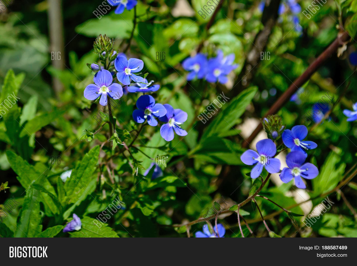 Image Preview