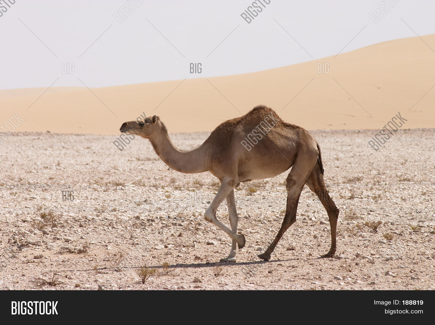 Image Preview