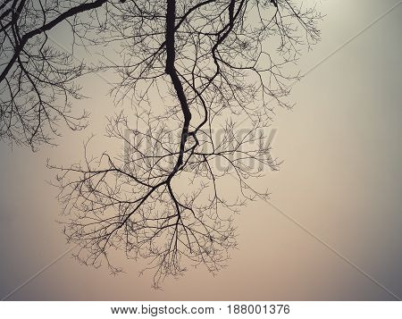 Leafless branches of sakura tree against sky, Retro filter color