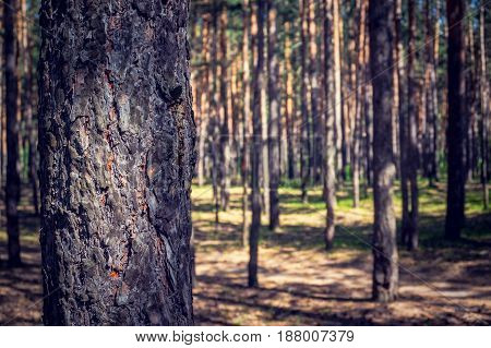 The Thick Pine Forest From The Trees.