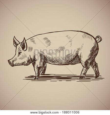 Pig in sketch style. Vector illustration livestock drawn by hand. Farm animals on gray background.