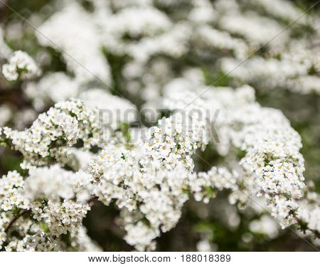 White flowers of Spiraea (meadowsweet) shrub. Spring blossom. Close-up.