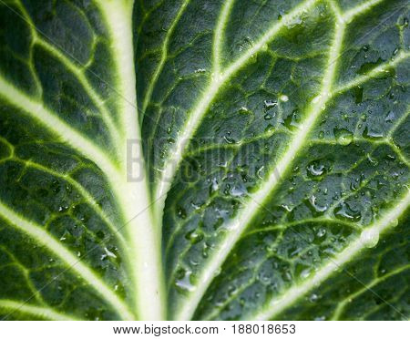 Green cabbage leaf with visible veins and with drops of dew. White cabbage. Brassica oleracea. Close-up.