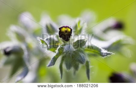 Dark purple nonea (monkswort nonea rossica) flowers. Grayish-green hairy stems leaves and buds. Close-up.