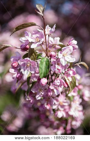 Peach tree blooming branch. Spring blossom. Pink flowers. Close-up.