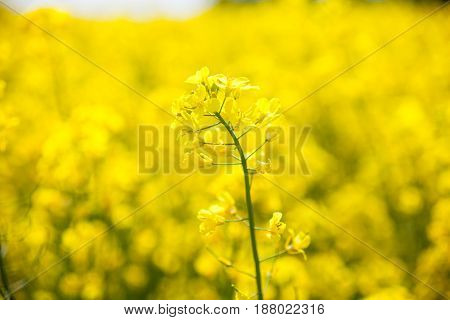 Yellow rapeseed flowers (Brassica napus) in the field. Close-up.