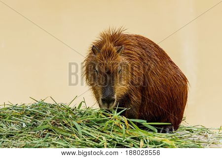 ig Capybara (hydrochoerus hydrochaeris) in the zoo