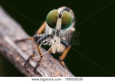 Super macro Robber fly with prey in nature