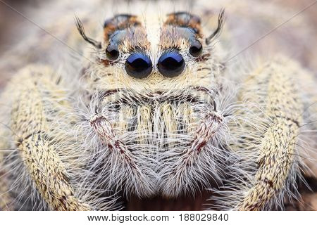 Super macro female Hyllus diardi or Jumping spider