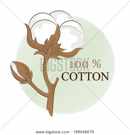 Cotton branch. 100% eco. Cotton flower. Botanical art isolated on white background. Use for printing, poster, decoration and other design. Logo. Vector illustration.