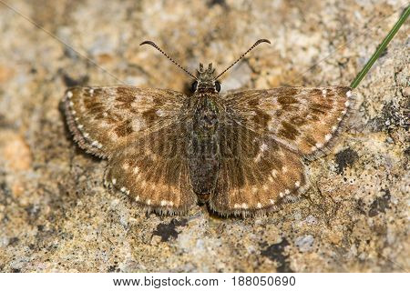 Dingy skipper butterfly (Erynnis tages) freshly emerged. A butterfly in the family Hesperiidae at rest on stone