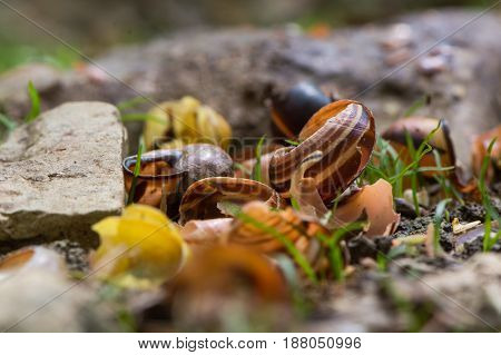Snail shells broken by song thrush (Turdus philomelus). Pile of broken shells by stones used to smash prey of bird in the family Turdidae